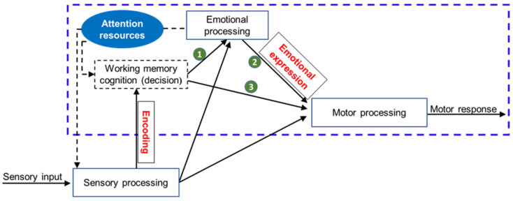 Summary of sensory–motor processing with sensory, emotional, and motor components, from detection of sensory input to response