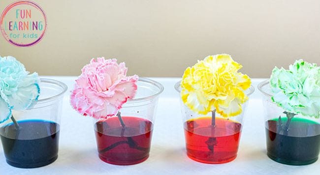 Clear cups filled with colored water, holding white carnations tinted the colors of the water 