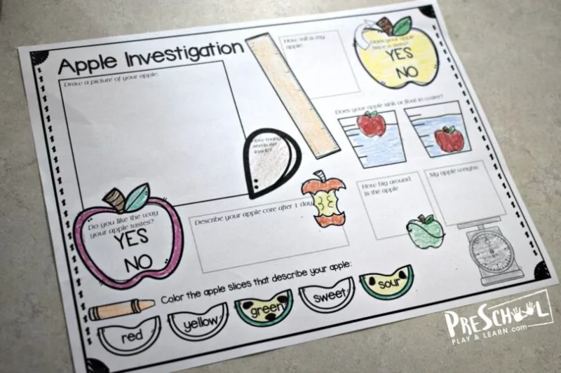 Apple science investigation worksheet for kindergarten science students