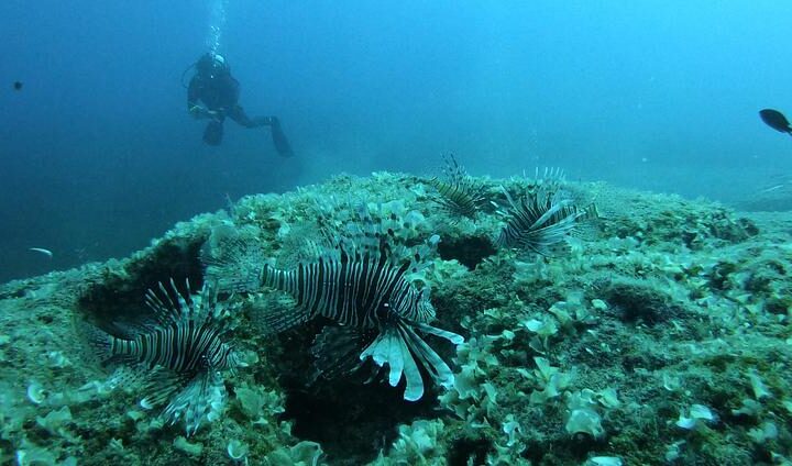 Scientists develop a plan to manage lionfish populations in the Mediterranean